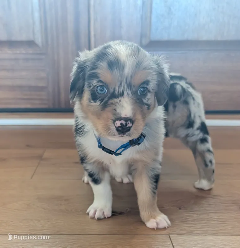 Rusty: Male Australian Shepherd – Australian Shepherd puppy for sale in Cynthiana, KY