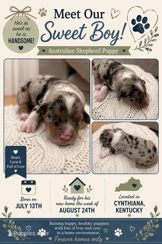 Alvin: Male Australian Shepherd  – Australian Shepherd puppy for sale in Cynthiana, KY