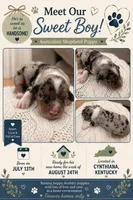 Alvin: Male Australian Shepherd , a male Australian Shepherd for sale in Cynthiana, KY – 1 of 1