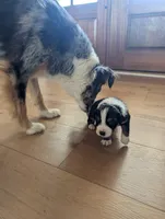 Ginger: Female Australian Shepherd, a female Australian Shepherd for sale in Cynthiana, KY – 2 of 3