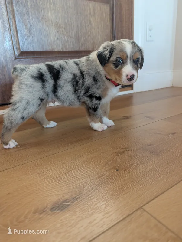 Alvin: Male Australian Shepherd  – Australian Shepherd puppy for sale in Cynthiana, KY
