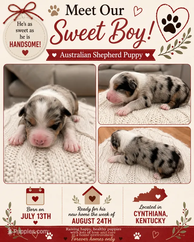 Rusty: Male Australian Shepherd – Australian Shepherd puppy for sale in Cynthiana, KY