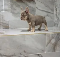Coco, a male French Bulldog for sale in Ocala, FL – 7 of 7