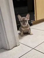 Ariel, a female French Bulldog for sale in Ocala, FL – 3 of 7