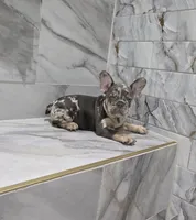 Maya, a female French Bulldog for sale in Ocala, FL – 4 of 6