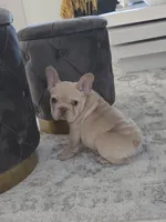 Rocco , a male French Bulldog for sale in Ocala, FL – Photo 3 of 7