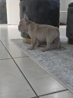 Rocco , a male French Bulldog for sale in Ocala, FL – Photo 2 of 7