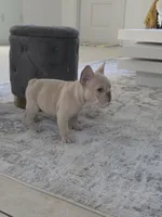 Rocco , a male French Bulldog for sale in Ocala, FL – Photo 5 of 7