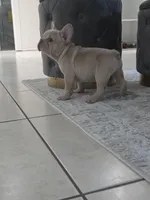 Rocco , a male French Bulldog for sale in Ocala, FL – Photo 1 of 7