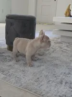 Rocco , a male French Bulldog for sale in Ocala, FL – Photo 6 of 7