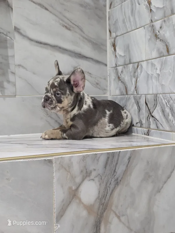 Maya – French Bulldog puppy for sale in Ocala, FL