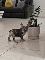 Maya, a female French Bulldog for sale in Ocala, FL – 2 of 6