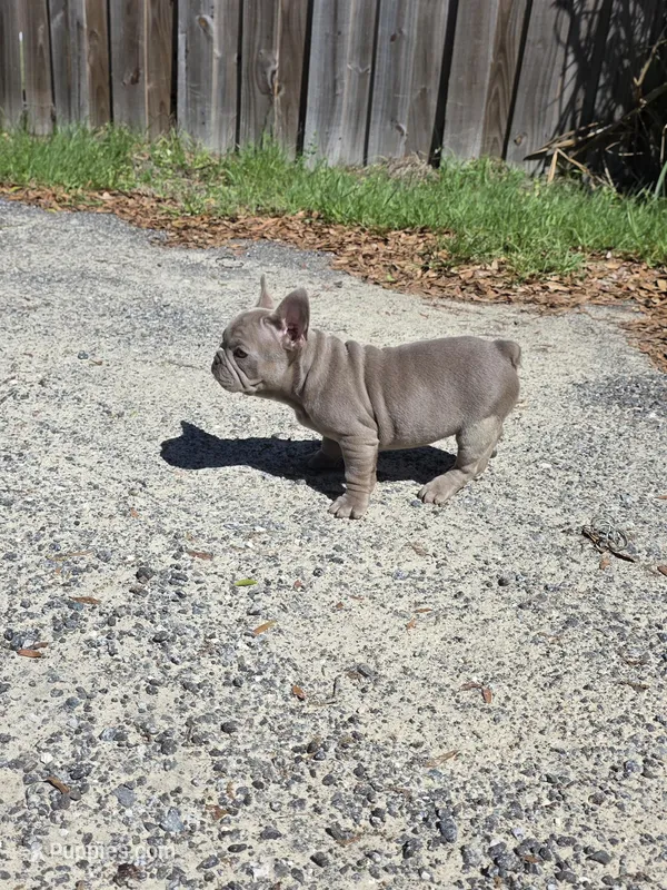 Coco  – French Bulldog puppy for sale in Ocala, FL
