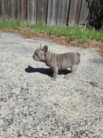 Coco , a male French Bulldog for sale in Ocala, FL – Photo 1 of 7