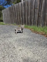 Coco , a male French Bulldog for sale in Ocala, FL – Photo 7 of 7