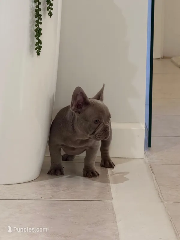Coco  – French Bulldog puppy for sale in Ocala, FL