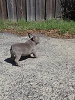 Coco , a male French Bulldog for sale in Ocala, FL – Photo 6 of 7