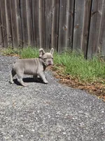 Coco , a male French Bulldog for sale in Ocala, FL – Photo 5 of 7