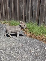 Coco , a male French Bulldog for sale in Ocala, FL – Photo 4 of 7