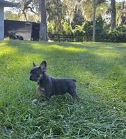 Maya, a female French Bulldog for sale in Ocala, FL – 2 of 4