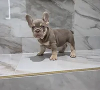 Coco, a male French Bulldog for sale in Ocala, FL – 2 of 7