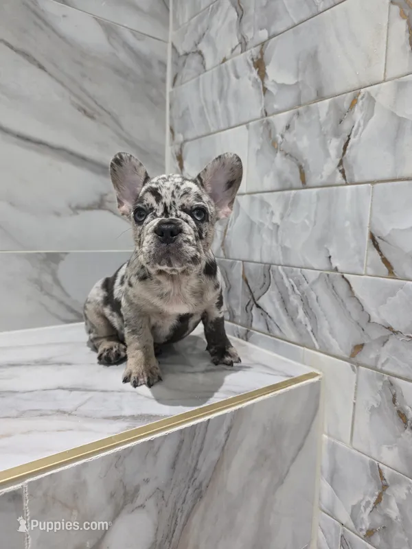 Mary – French Bulldog puppy for sale in Ocala, FL
