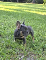 Maya, a female French Bulldog for sale in Ocala, FL – 3 of 4