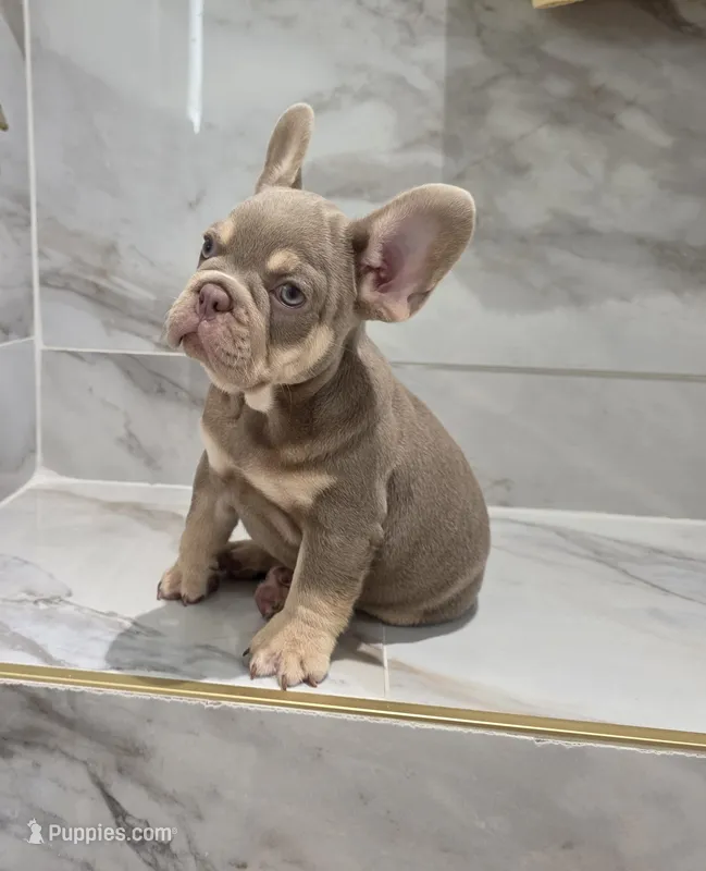 Coco – French Bulldog puppy for sale in Ocala, FL