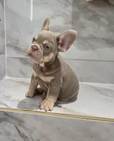 Coco, a male French Bulldog for sale in Ocala, FL – 1 of 7