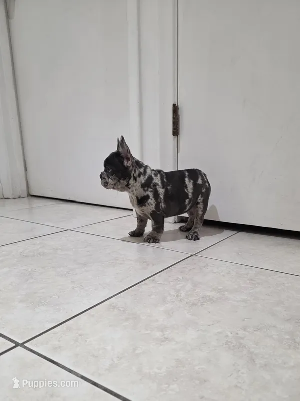 Maria  – French Bulldog puppy for sale in Ocala, FL