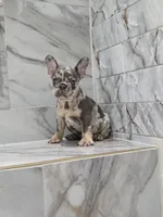 Maya, a female French Bulldog for sale in Ocala, FL – 5 of 6