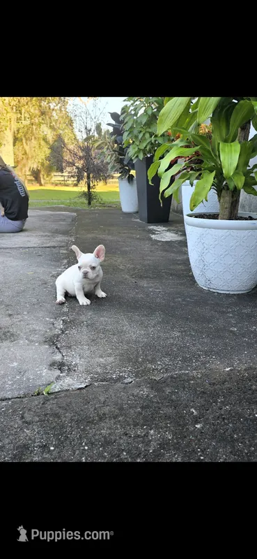 Nieve – French Bulldog puppy for sale in Ocala, FL