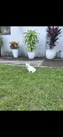 Nieve, a female French Bulldog for sale in Ocala, FL – 2 of 4