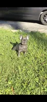 Mia, a female French Bulldog for sale in Ocala, FL – 3 of 4