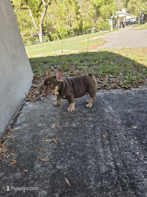Max – French Bulldog puppy for sale in Ocala, FL