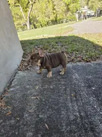 Max, a male French Bulldog for sale in Ocala, FL – Photo 1 of 8