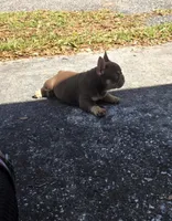 Max, a male French Bulldog for sale in Ocala, FL – Photo 6 of 8