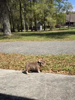 Max, a male French Bulldog for sale in Ocala, FL – Photo 5 of 8