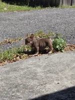 Max, a male French Bulldog for sale in Ocala, FL – Photo 7 of 8