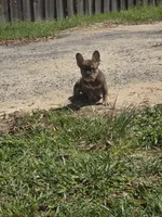 Max, a male French Bulldog for sale in Ocala, FL – Photo 2 of 8
