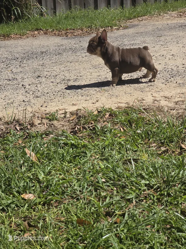 Max – French Bulldog puppy for sale in Ocala, FL