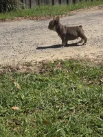 Max, a male French Bulldog for sale in Ocala, FL – Photo 4 of 8