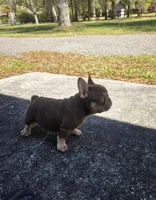 Max, a male French Bulldog for sale in Ocala, FL – Photo 3 of 8