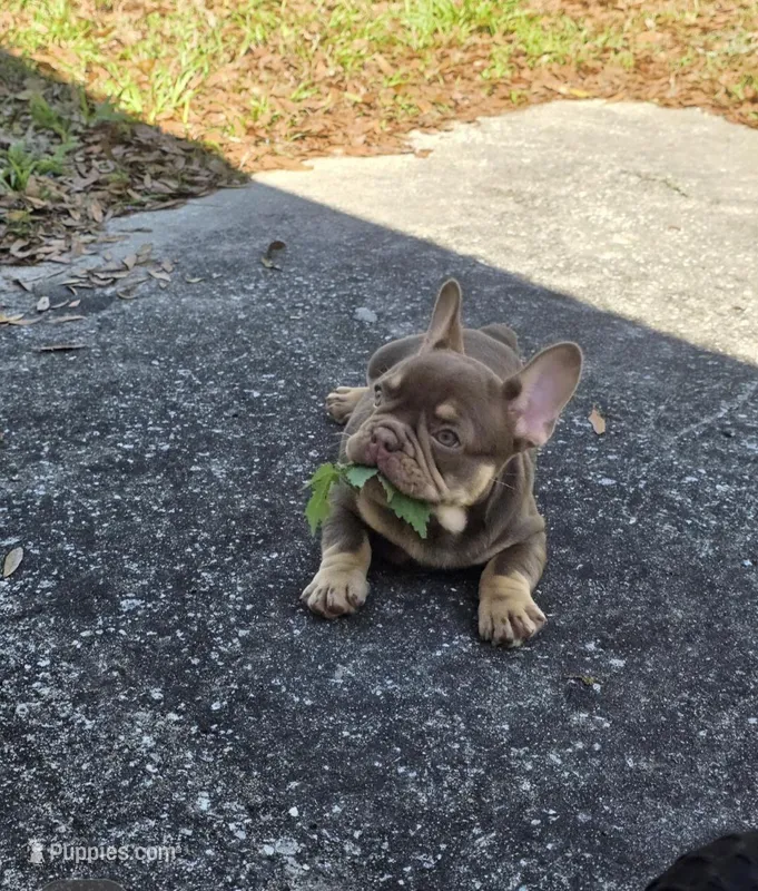 Max – French Bulldog puppy for sale in Ocala, FL