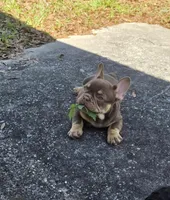 Max, a male French Bulldog for sale in Ocala, FL – Photo 8 of 8