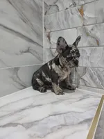 Maria , a female French Bulldog for sale in Ocala, FL – 6 of 6