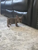 Maya , a female French Bulldog for sale in Ocala, FL – Photo 2 of 8