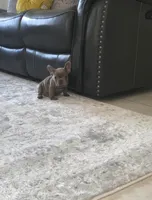 Maya , a female French Bulldog for sale in Ocala, FL – Photo 1 of 8