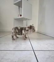 Max, a male French Bulldog for sale in Ocala, FL – Photo 1 of 7