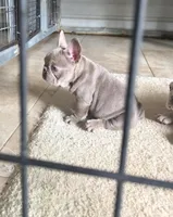 Lola, a female French Bulldog for sale in Ocala, FL – Photo 2 of 5